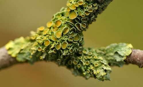 信息論視角下的生物個體 生物學的探索與啟示